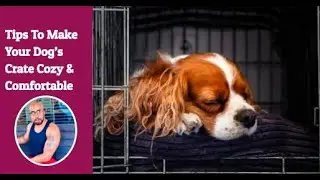 How To Keep Your Dogs Crate Clean & Comfortable