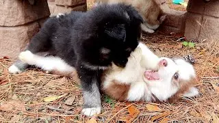 Husky Puppies Wrestle!!