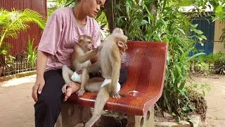 Absolutely cutie brother Yoko helping monkey Koko for groom /Koko&Yoko official