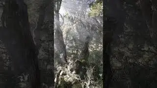 Beech Forest on the Mt Burns Tarns Track, Fiordland National Park