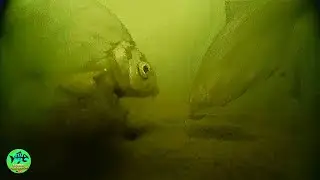 Опустил КАМЕРУ в логово ЛЕЩЕЙ и ОХ*ЕЛ. Первый лед. Deep Fishing.