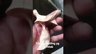 Kayu Busuk... 😁