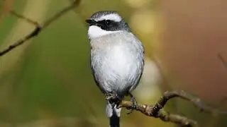 灰林䳭 Grey Bushchat (Saxicola ferreus)
