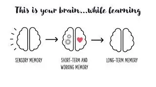 How The Brain Processes New Information