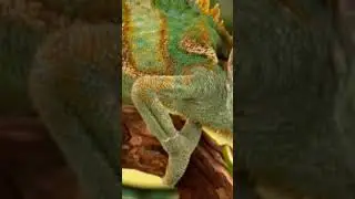 Your hand feed animals #viral #animals ##feed #viralvideo #shorts