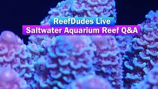 ReefDudes Live Q&A - Saltwater Aquarium Reef Chat