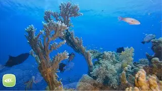 Underwater Ambience in 4K | Wellness Music Experience