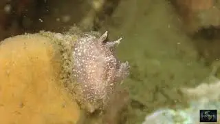 Nudibranch Goniodoris castanea