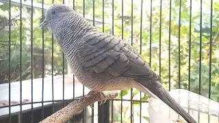 SUARA PANGGILAN PERKUTUT LOKAL AMPUH BUAT PANCINGAN BUNYI