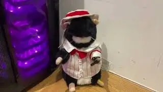 Gemmy: Dancing hamster barber Ben 