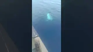 الحديد و الكابوا 😆