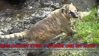 Wildpark Ferleiten