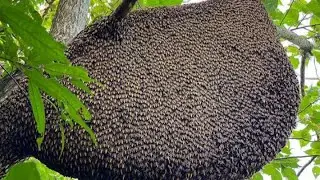 Hunting wild bees, one lucky day, found a giant honey bee nest.