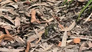 Slender Skimmer 10