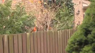 Fstoppers.com 2011 BTS Contest Entry - Shooting Birds