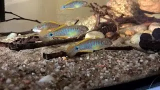 Głowaczyk Barwny / Tateurndina Ocellicauda / Peacock Gudgeon