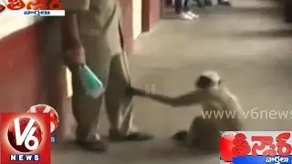 Crazy Monkey At Indore || Madya Pradesh || Teenmaar News