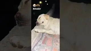 #labradoor #dogbreed #labraworld #doglover #pets #labradorr #dogowner #cute #labradog #petowner