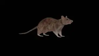 30 minutes of silence randomly broken by goofy ahh sounds with a rotating rat