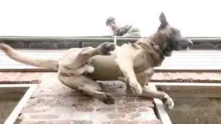 Kombihund