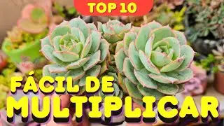 TOP 10 SUCULENTAS FÁCEIS DE MULTIPLICAR