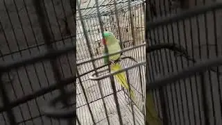 Parrot talking | #youtubeshorts #birds #shortsvideo