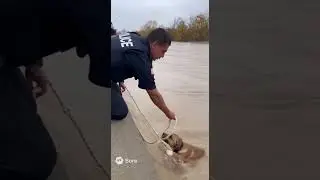 dog rescue by police #sora2 #sora #soraai #ai
