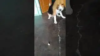 Carry life 😂#beagle#vegetarian #cutedog #cutebaby