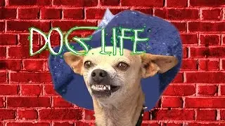 Dog life (Swearing!)