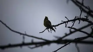 The Sound of Fringillidae