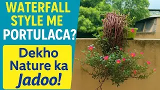 How to design Portulaca plant  gardening idea for beginners