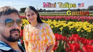 Tulips Garden USA| Texas Tulips Pilot Point |Mini Tulips|Telugu Vlogs From USA