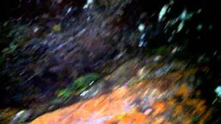 The hunt for Hypochilus spiders 1