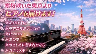 Winter Cherry Blossoms in Tokyo🌸 &Piano🎹 めぐり逢い 聖母たちのララバイHonesty やさしさに包まれたなら ハナミズキ