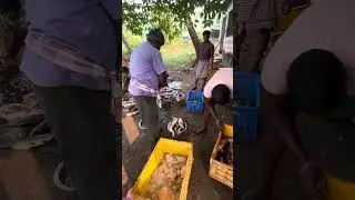 Fish cutting my granddaughter function Raghunathpur Jagatsinghpur&rsquo;s Odisha
