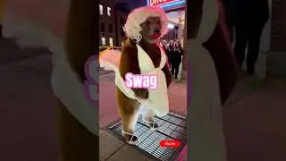 Marilyn Bear! 🐻💋 The Wind Went CRAZY