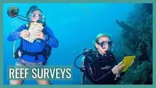 Contribute to Coral Reef Conservation - How to conduct a REEF fish survey! // WSORC