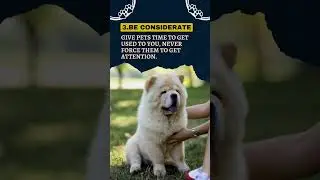 6 Safety Tips for Pets You Need to Know #shorts #petshorts #dog