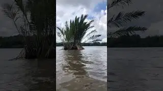 Floating islands