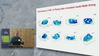 Nachum Ulanovsky on Neural codes for natural navigation in the hippocampal formation of bats