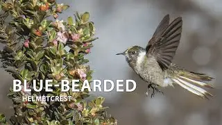 Blue-bearded Helmetcrest #colibr&iacute; #beijaflor #picaflor #Colombia