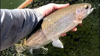 Trout Fishing California | Lake Crowley Rainbows Eastern Sierra