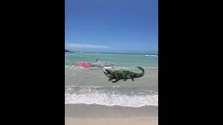 Lusca vs Sirenjaw