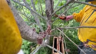 Как снять рой пчёл .