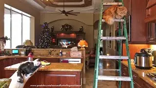 Bouncing Talkative Great Dane Advises Cat On How To Climb Down A Ladder