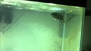 Fish Facts Sergeant Major Fish