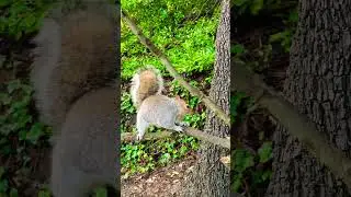 Squirrel jumps from tree to branch. #squirrel #cute #funny