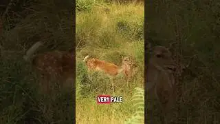 Have you seen this UK Deer species? #animals #zoology #nature #wildlife #wildanimals #cuteanimals