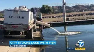 Lake Elsinore Fish Stocking - KABC 12/4/20
