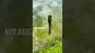 Not illegal same body of water #fishing #snakehead #bigfish